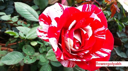 معرفی 17 نوع گل رز مینیاتوری