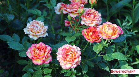گل رز مینیاتوری مناسب برای باغچه های کوچک