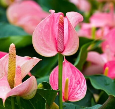 گل آنتوریوم نماد چیست