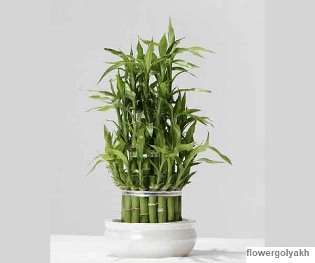 گیاه خوش شانس یا بامبو دراسنا گل های آپارتمانی همراه عکس